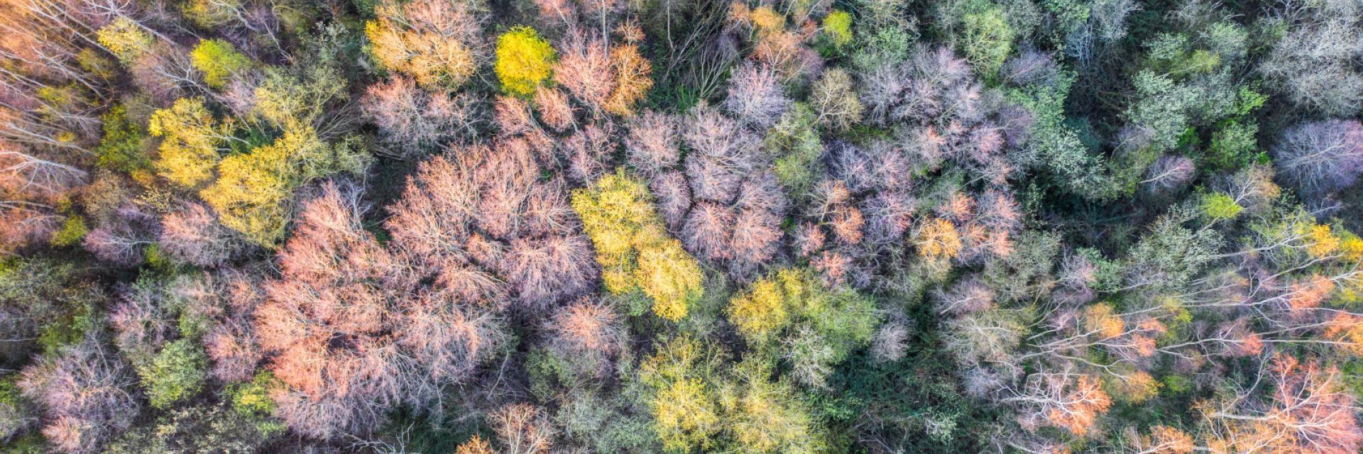 prise de vue aérienne - drone - réserve naturelle de l’estuaire de seine - espace préservé - bosquet -arbre drone green