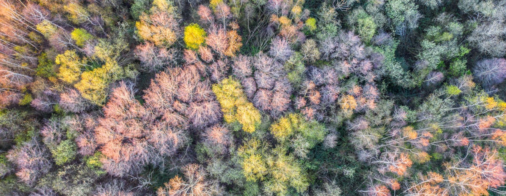 prise de vue aérienne - drone - réserve naturelle de l’estuaire de seine - espace préservé - bosquet -arbre drone green