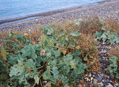 Chou marin - Agrandir l'image, fenêtre modale