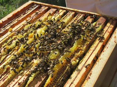 Environnement ruches abeille miel ruches abeilles port de bonneuil apiculteurs - Agrandir l'image, fenêtre modale