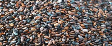 Fèves de cacao en vrac - Enlarge image, modal window