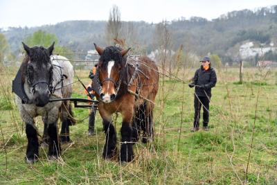 Arrachage de Buddleia à l'aide de chevaux de traits à Sahurs - Agrandir l'image 7 sur 9, fenêtre modale
