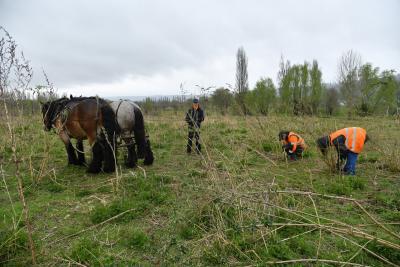 Arrachage de Buddleia à l'aide de chevaux de traits à Sahurs - Agrandir l'image 6 sur 9, fenêtre modale