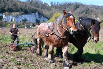Arrachage de Buddleia à l'aide de chevaux de traits à Sahurs - Agrandir l'image 9 sur 9, fenêtre modale