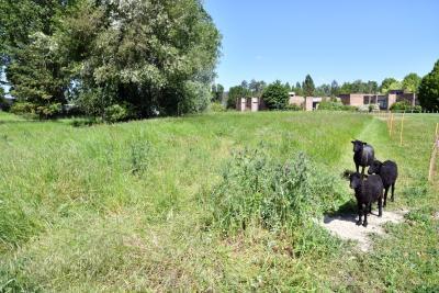 Moutons d'Ouessant en espace cloturé sur le portr de Limay - Agrandir l'image 1 sur 9, fenêtre modale