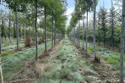 vue arbres pépinière chantier PSMO - Agrandir l'image 3 sur 3, fenêtre modale
