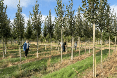 vue arbres pépinière chantier PSMO - Agrandir l'image 1 sur 3, fenêtre modale