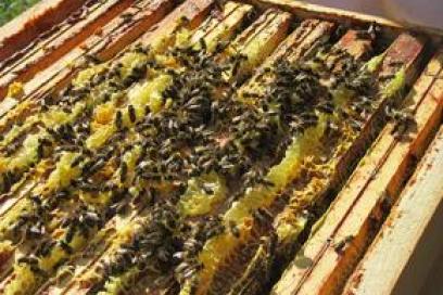 Abeilles sur une ruche - Agrandir l'image, fenêtre modale