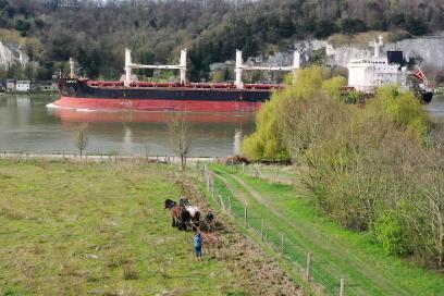 Opération de hersage avec chevaux favorisant la nidification de L'Œdicnème - Agrandir l'image, fenêtre modale