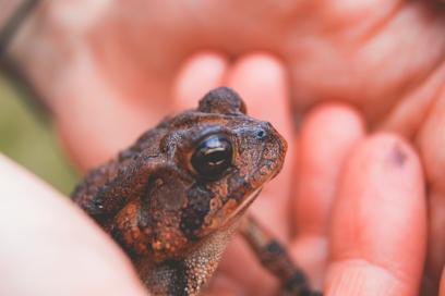 Petit crapaud dans une main HAROPA PORT - Agrandir l'image, fenêtre modale