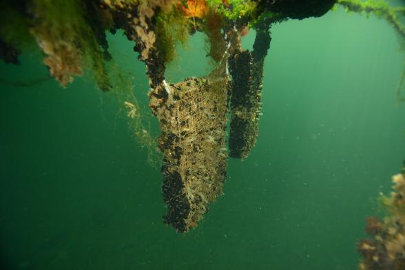 Biohut immergés dans le bassin de la Citadelle au port du Havre - Enlarge image, modal window