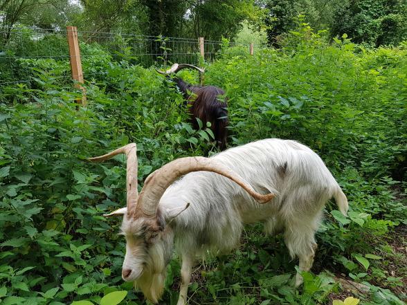 Biquettes en train de brouter dans les pâturages du port de Rouen - Enlarge image, modal window